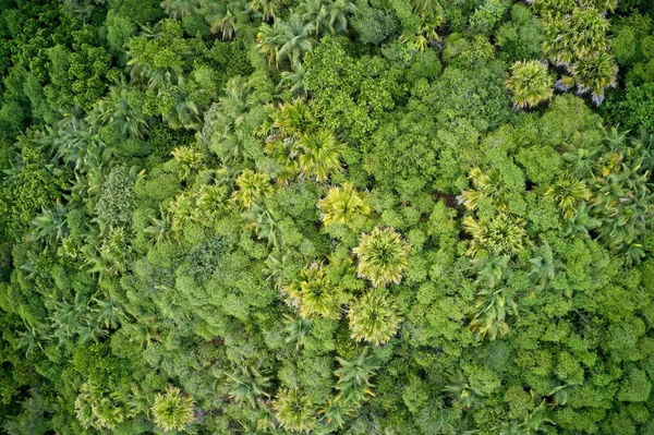 Campo Drones Dosel Árbol Verde Bosque Praslin Seychelles — Foto de Stock