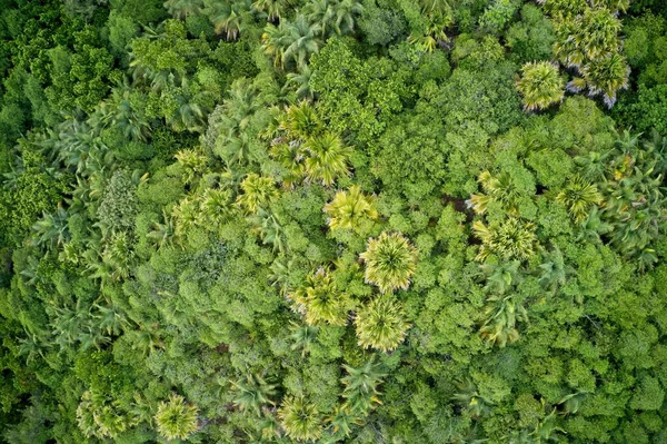 Yeşil ağaç tepe örtüsü ve Praslin Ormanı, Seyşeller İHA tarlası.