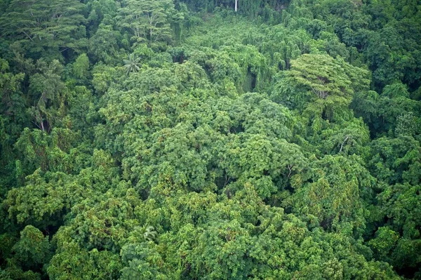 Campo Drones Dosel Árbol Verde Bosque Mahe Seychelles — Foto de Stock
