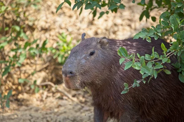 Side Närbild Capybara Hydrochoerus Hydrochaeris Pampas Del Yacuma Bolivia — Stockfoto