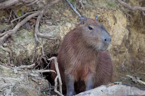 ボリビアのパンパス ヤクマ Pampas Del Yacuma の川沿いに立つカピバラ Hydrochoerus Hydrochaiis — ストック写真