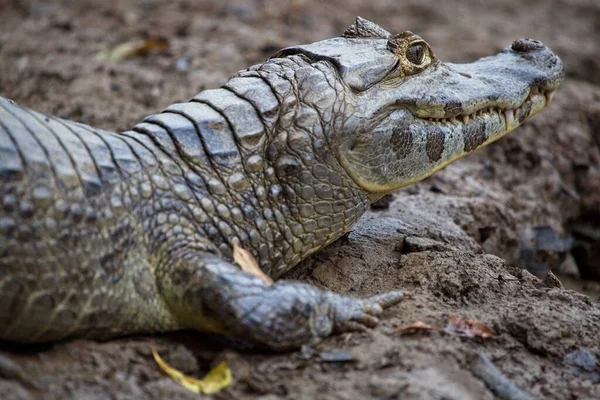 ボリビアのパンパス ヤクマにおけるブラック カイマン Melanosuchus Niger の肖像画のクローズアップ側 — ストック写真