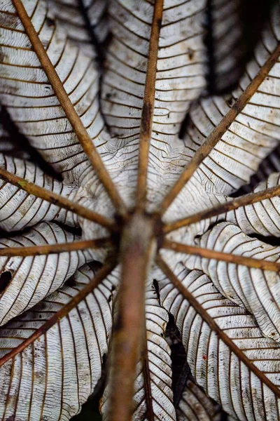 Doğadaki Kalıplara Simetriye Yakın Kosta Rika — Stok fotoğraf