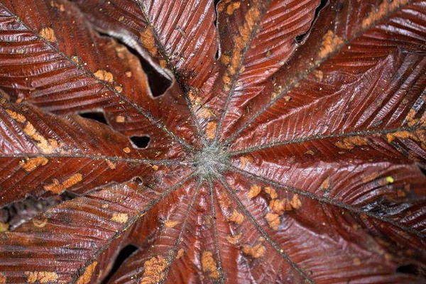 Macro Shot Motifs Lignes Dans Nature Costa Rica — Photo