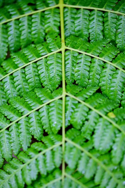 Macro Tiro Padrões Simetria Natureza Costa Rica — Fotografia de Stock