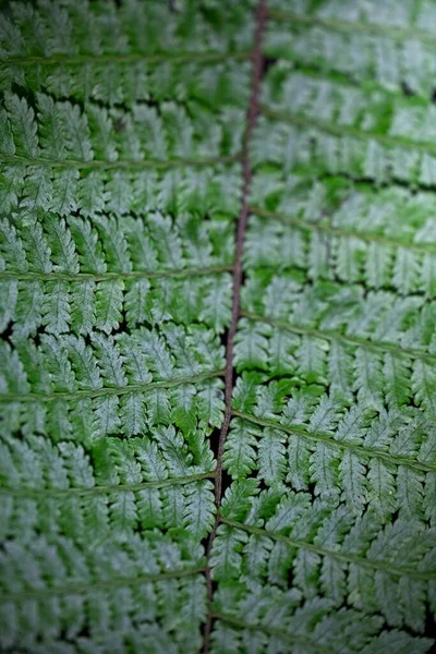 Modèles Plantes Dans Nature Costa Rica — Photo