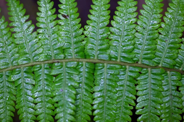 Doğadaki Simetri Bitkilerin Makro Çekimi Kosta Rika — Stok fotoğraf