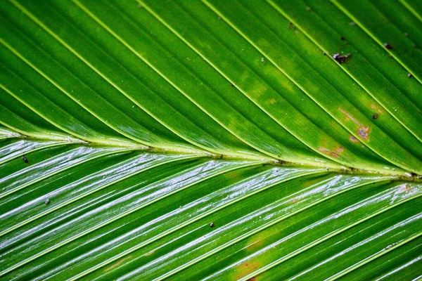 Makro Strzał Roślin Symetrii Przyrodzie Kostaryka — Zdjęcie stockowe