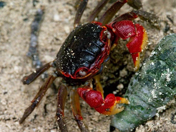 Großaufnahme Porträt Der Spinnenkrabbe Neosarmatium Meinerti Mit Krallen Insel Curieuse — Stockfoto