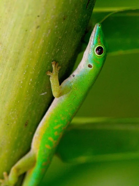 Крупный План Ярко Зеленого Дня Гекко Phelsuma Astriata Сейшельских Островах — стоковое фото