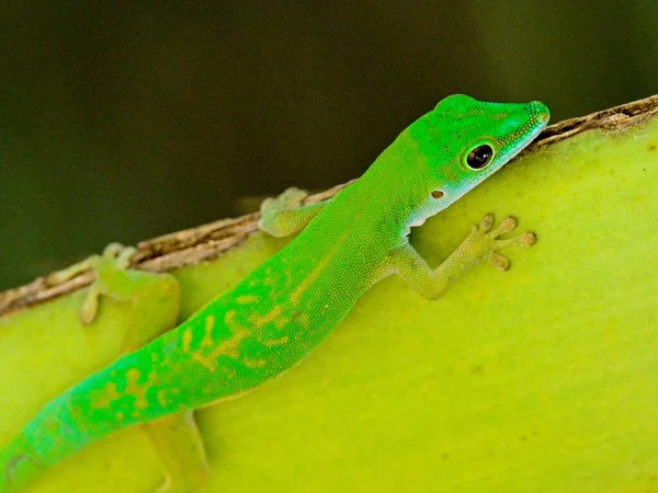 Detailní Záběr Jasně Zelený Den Gecko Phelsuma Astriata Seychely — Stock fotografie