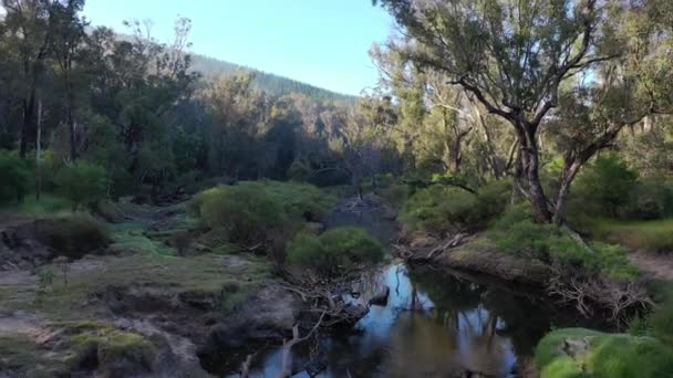 Champ Vision Drone Suivant Rivière Travers Forêt Pins Balingup Australie — Video