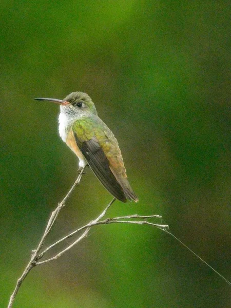 Närbild Grön Kolibri Trochilidae Sitter Gren Vilcabamba Ecuador — Stockfoto