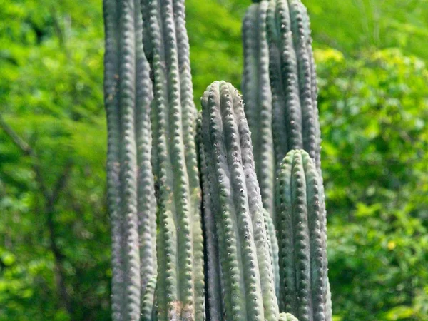 San Pedro Kaktüs Vilcabamba, Ekvador 'a yakın..