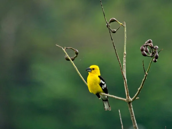 Oriole Queue Jaune Icterus Mesomelas Assis Dans Arbre Vilcabamba Équateur — Photo