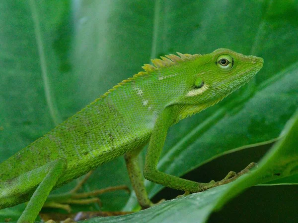 Κοντινό Πλάνο Του Green Crested Lizard Bronchocela Cristatella Κάθεται Στο — Φωτογραφία Αρχείου