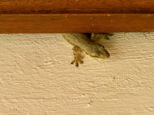 Primer Plano Common House Gecko Hemidactylus Frenatus Escondido Detrás Madera —  Fotos de Stock