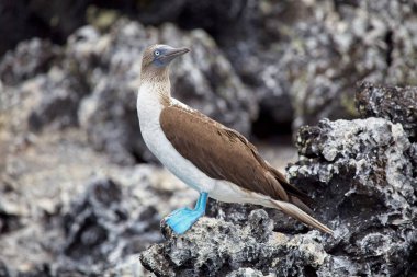 Mavi Çizmeli Bubi (Sula nebouxii) Galapagos Adaları, Ekvador 'daki kayalıklarda duruyor.