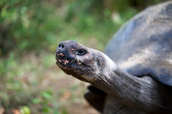 Bliskość Galapagos Tortoise Chelonoidis Nigra Wystająca Głowa Szyją Wyspy Galapagos — Zdjęcie stockowe