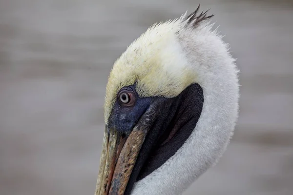 Κοντινό Πορτραίτο Του Galapagos Brown Pelican Head Pelecanus Occidentalis Urinator — Φωτογραφία Αρχείου