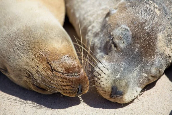 Potret Close Dari Dua Galapagos Fur Seal Arctocephalus Galapagoensis Kepulauan — Stok Foto
