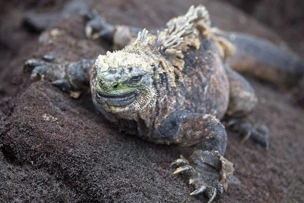 Closeup Marine Iguana Amblyrhynchus Cristatus Olhando Para Câmera Nas Ilhas — Fotografia de Stock