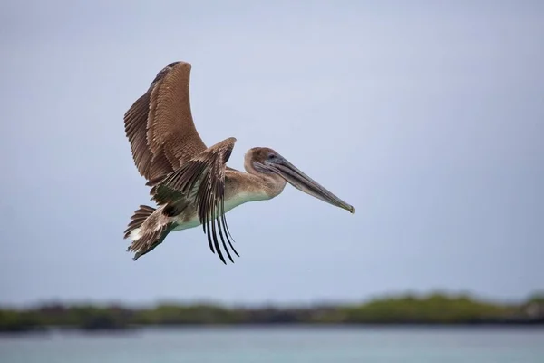 Closeup Galápagos Brown Pelican Pelecanus Occidentalis Urinator Voando Acima Água — Fotografia de Stock