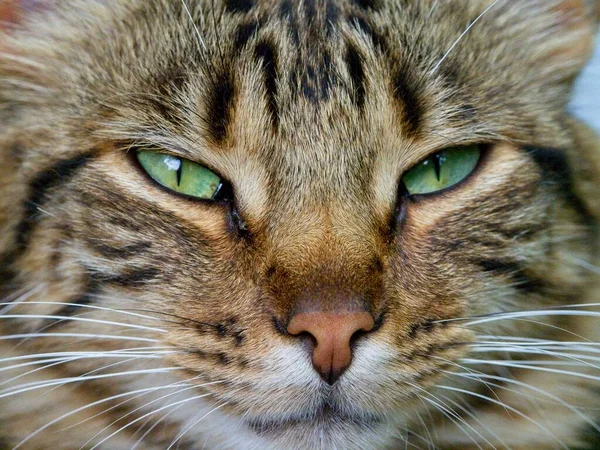 Nahaufnahme Porträt Einer Niedlichen Gestromten Katze Mit Schnurrhaaren Ecuador — Stockfoto