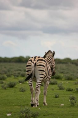 Burchell 'in Zebra' sının (Equus quagga burchellii) portresi arkadan Namibya 'daki Etosha Ulusal Parkı' na doğru yürüyor..