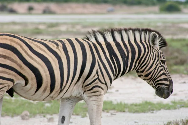 Strona Portrecie Dzikiego Burchell Zebra Equus Quagga Burchellii Park Narodowy — Zdjęcie stockowe