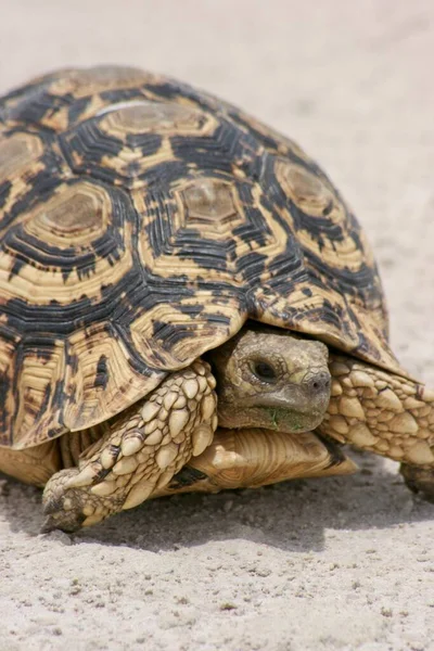 Głowa Portrecie Dzikiego Żółwia Lamparta Stigmochelys Pardalis Park Narodowy Etosha — Zdjęcie stockowe