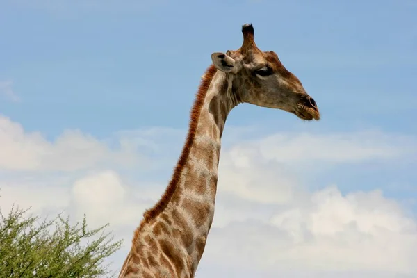Boki Portrecie Dzikiej Angolskiej Żyrafy Giraffa Camelopardalis Angolensis Park Narodowy — Zdjęcie stockowe