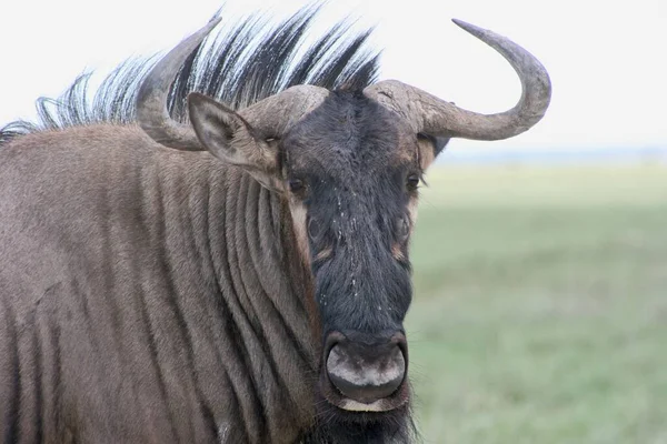 Portret Bliska Wildebeest Connochaetes Taurinus Pasący Się Parku Narodowym Etosha — Zdjęcie stockowe