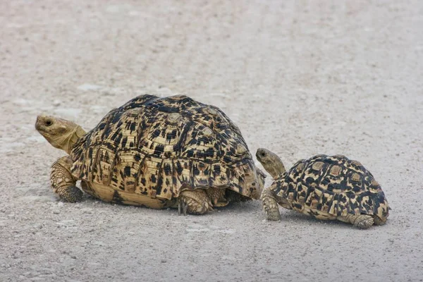 Anne ve bebek kaplumbağa (Stigmochelys pardalis) Etosha Ulusal Parkı, Namibya.