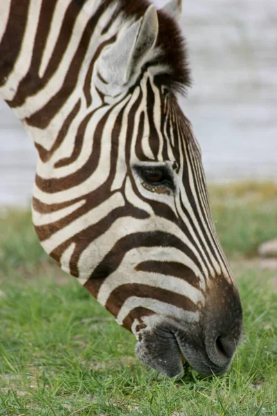 Portret Bliska Dzikiego Burchella Zebra Equus Quagga Burchellii Pasącego Się — Zdjęcie stockowe