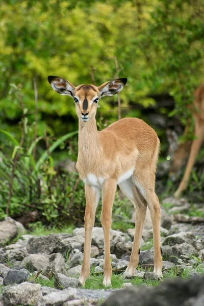 Damara Dik Dik Madoqua Kirkii Etosha National Park 똑바로 Madoqua — 스톡 사진