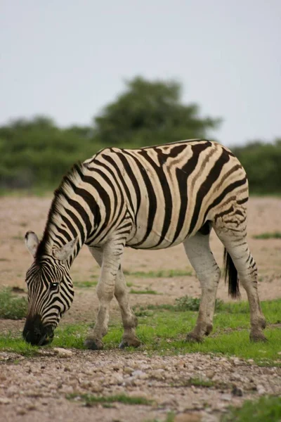 Lado Lado Retrato Zebra Burchell Selvagem Equus Quagga Burchellii Pastando — Fotografia de Stock