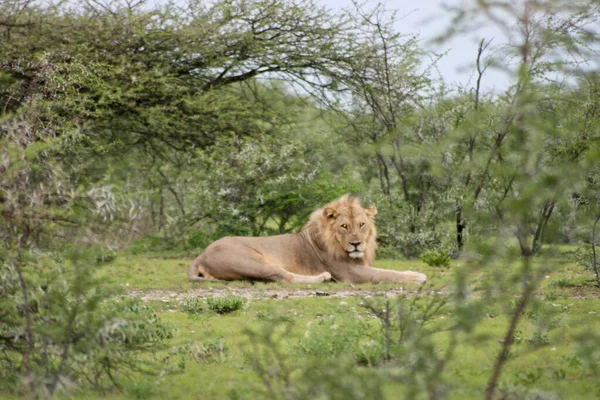 Lado Retrato Del León Salvaje Panthera Leo Descansando Mirando Cámara — Foto de Stock