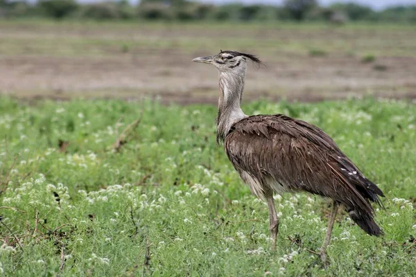 Côté Portrait Kori Bustard Ardeotis Kori Grand Oiseau Volant Originaire — Photo