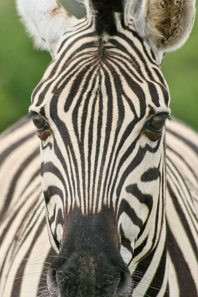 Frente Tiro Cabeça Corpo Zebra Burchell Selvagem Equus Quagga Burchellii — Fotografia de Stock