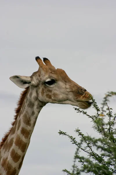 Dikenli Etosha Milli Parkı, Namibya 'da otlayan vahşi Angola Zürafası' nın (Giraffa camelopardalis angolensis) portresinin yanında.
