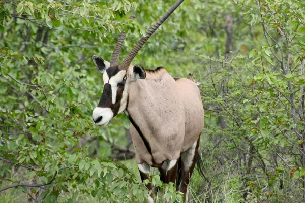 비아의 카메라에 공원을 Gemsbok Oryx Gazella 클로즈업 — 스톡 사진