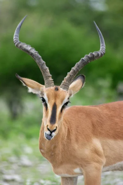 Closeup Springbok Antidorcas Marsupialis Sticking Out Tongue Etosha National Park — Stock Photo, Image