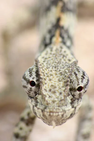 纳米比亚埃托沙国家公园 Etosha National Park 的摄像机前 眼罩和Lap Necked Chameleon Chamaeleo Dilepis — 图库照片