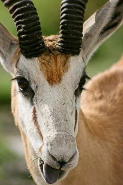 Primer Plano Springbok Antidorcas Marsupialis Sobresaliendo Lengua Cámara Parque Nacional — Foto de Stock