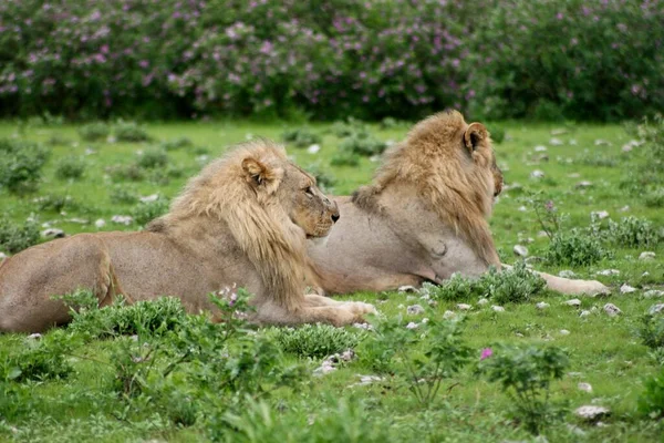 Sida Porträtt Två Vilda Lejon Panthera Leo Ligger Marken Etosha — Stockfoto