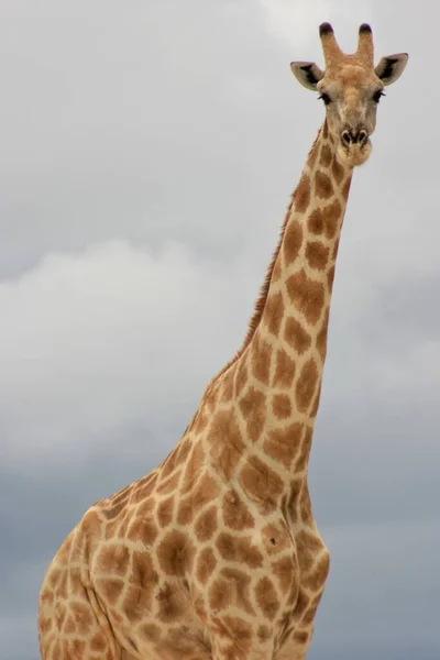Ritratto Paesaggistico Della Giraffa Angolana Selvatica Giraffa Camelopardalis Angolensis Vicino — Foto Stock