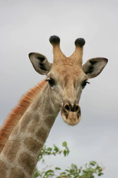 Retrato Paisagístico Girafa Angolana Selvagem Giraffa Camelopardalis Angolensis Cabeça Pescoço — Fotografia de Stock