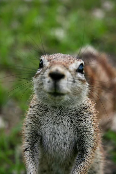 Animal Selfie Cape Ground Squirrel Xerus Inauris Regardant Une Caméra — Photo