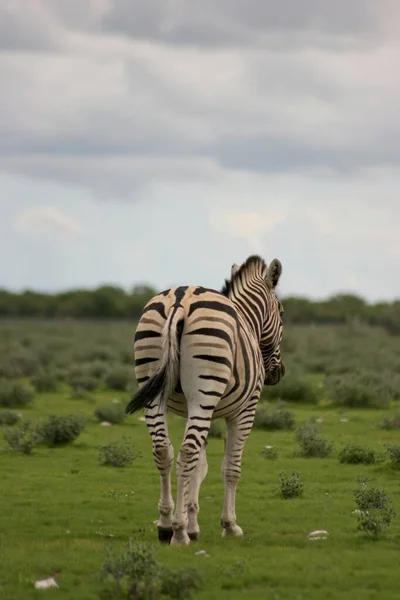 Portrét Divoké Burchell Zebra Equus Quagga Burchellii Zezadu Chůze Dálky — Stock fotografie